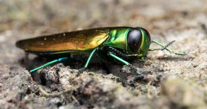 emerald ash borer